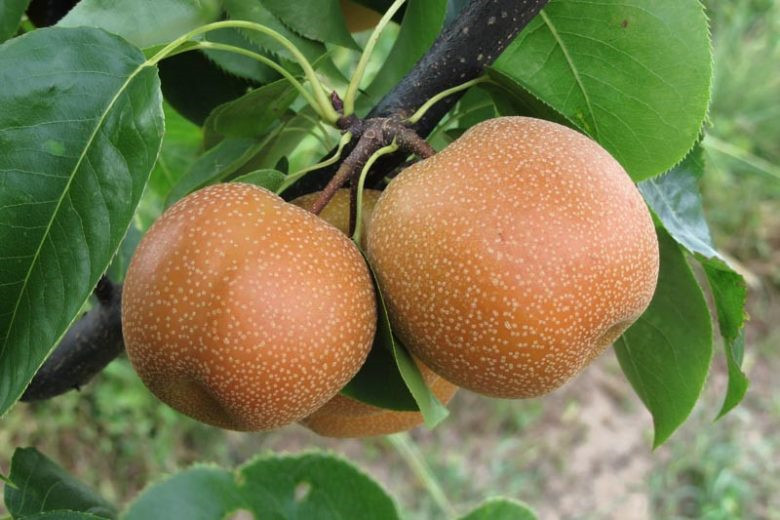 Asian Pear Tree | Premium Seeds | Pyrus pyrifolia ‘Fall’ | Plants’®