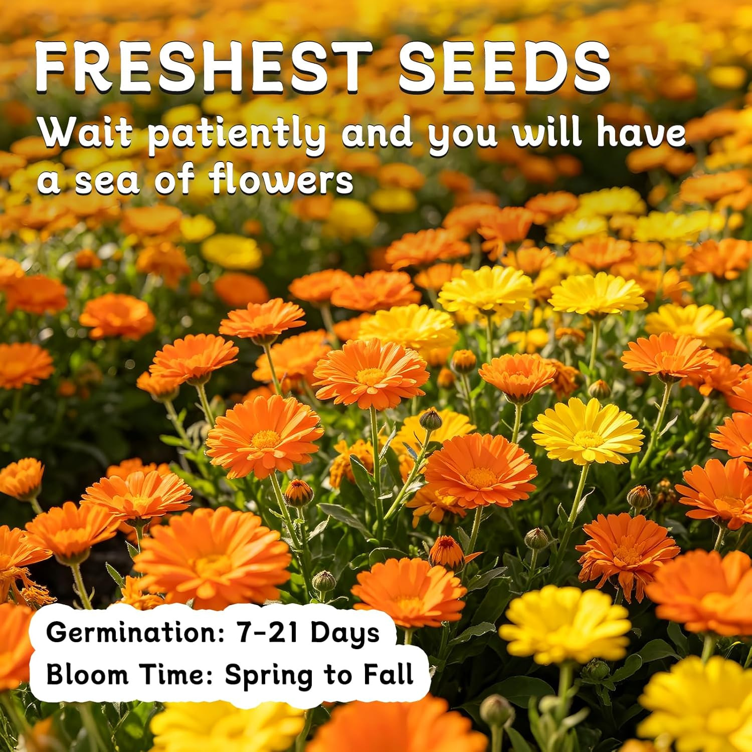 Calendula Seeds, Calendula Seeds for Planting Outdoor & Indoor, 4,000+ Pacific B