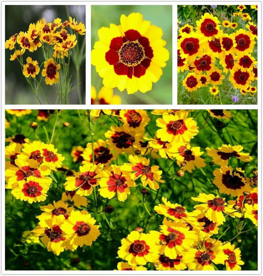 1000+ Annuals & Perennials WildFlower Mix Heirloom Pollinator Non-GMO Fresh Seed