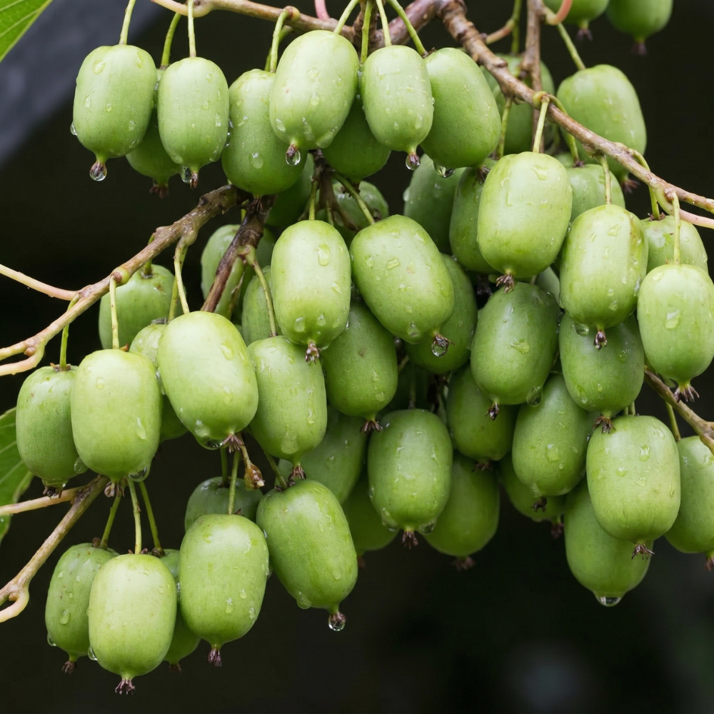 Kiwi Prolific Live Plant 4-6 Inches Tall Rooted Self Fertile Hardy Vine