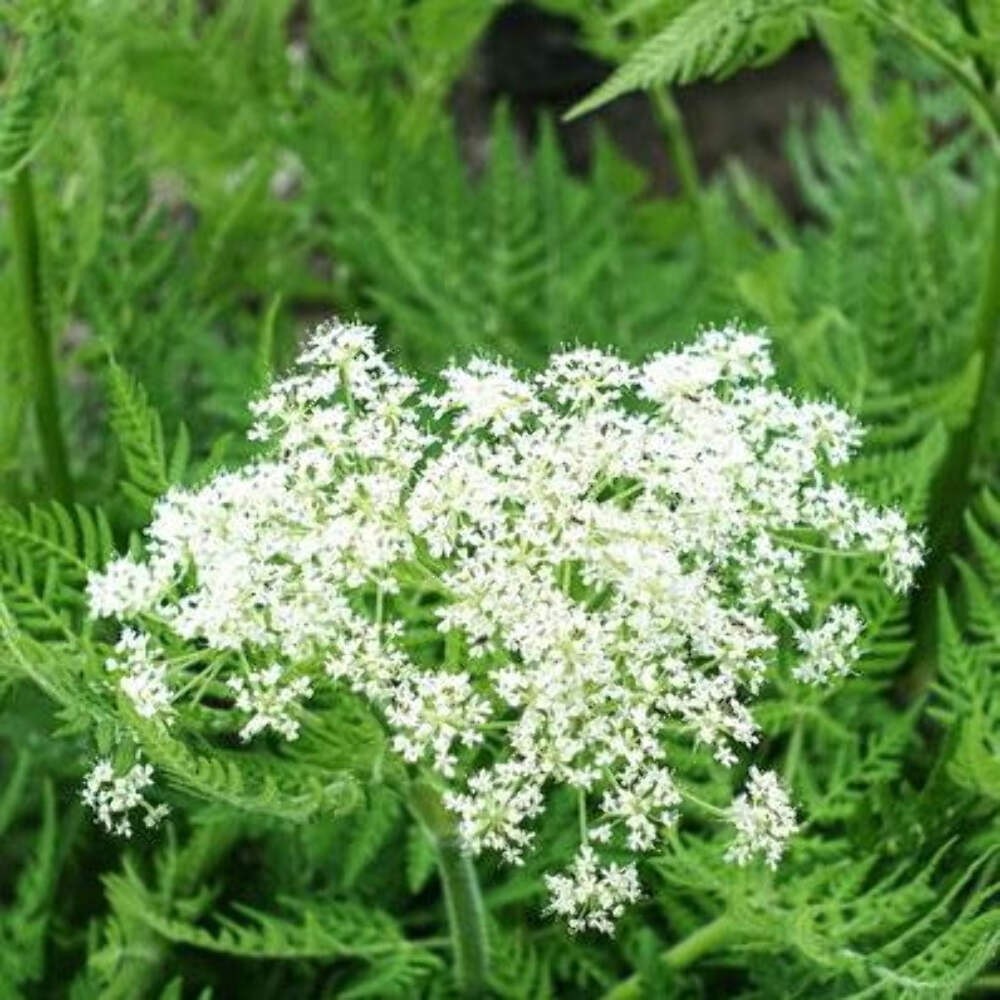 Sweet Cicely Seeds (Myrrhis odorata) ~Traditional Herb Pollinator Garden