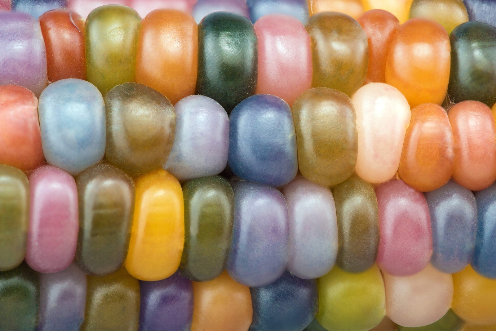 30 GLASS GEM CORN Mixed Colors Ornamental Edible Zea Mays Heirloom Veggie Seeds
