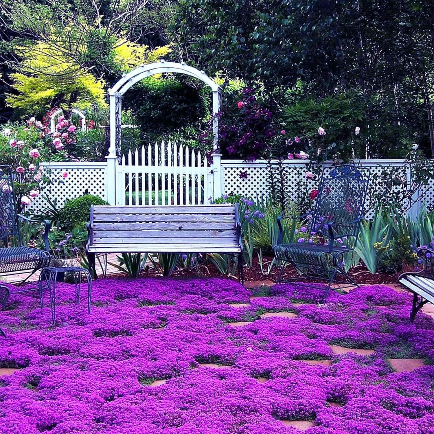 20000Pcs Purple Creeping Thyme Seed for Planting Flowers Seeds Perennial Ground