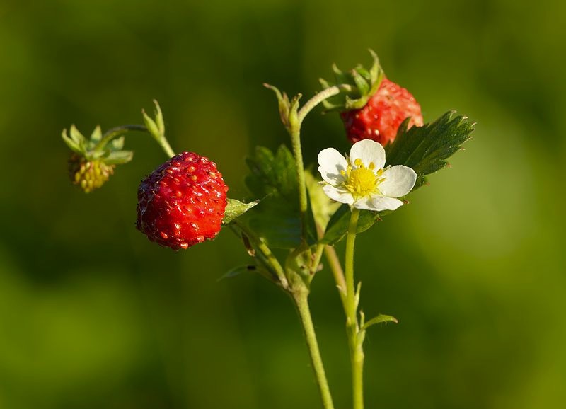 lot of 5 Wild Woodland Strawberry LIVE bare root Rhizomes~Edible fruit ~HARDY
