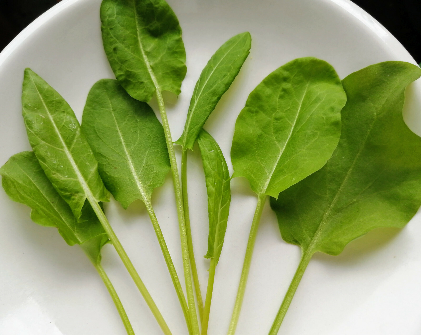 2000 Large Leaf Garden Sorrel Herb Seeds – Rumex acetosa Common Sorrel, Oseille