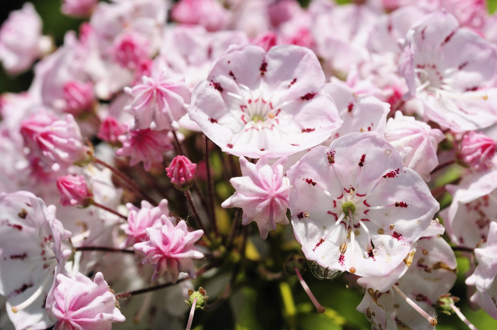 50 MOUNTAIN LAUREL White Pink Red Kalmia Latifolia Shrub Bush Seeds