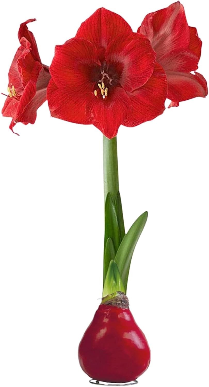 Low-Maintenance Red Waxed Amaryllis Bulb – Stunning Indoor/Outdoor Holiday Décor