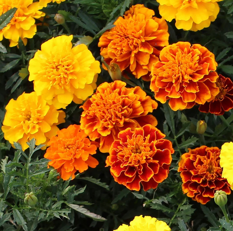 Petite Mix French Marigold Seeds | Dwarf Sparky Flower Seed 2024 Fast Shipping