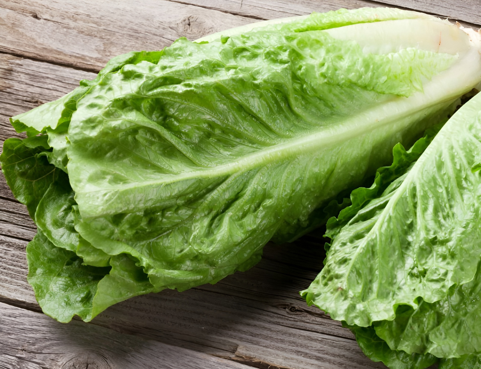 1250 Heirloom Giant Caesar Romaine Lettuce Seeds – Crisp & Sweet Classic Lettuce