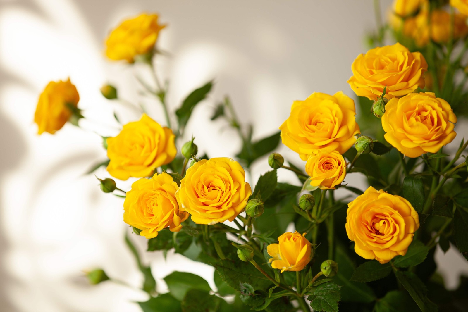 5 YELLOW ROSE Rosa Bush Shrub Perennial Flower Seeds *Flat S/H