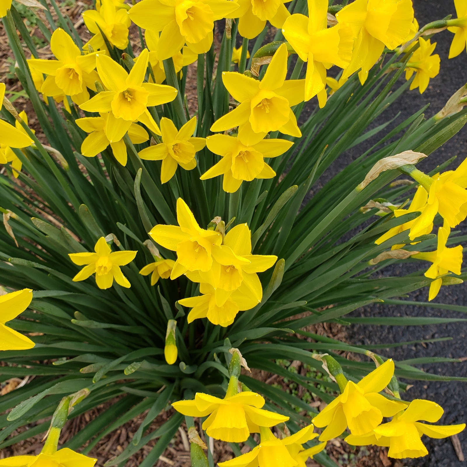 10 Yellow DAFFODIL bulbs Lent Lily (Narcissus pseudonarcissus) Beautiful Flower