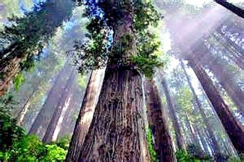 20 California Coast Redwood Seeds Giant Sequoia Bonsai TALLEST TREE in the WORLD