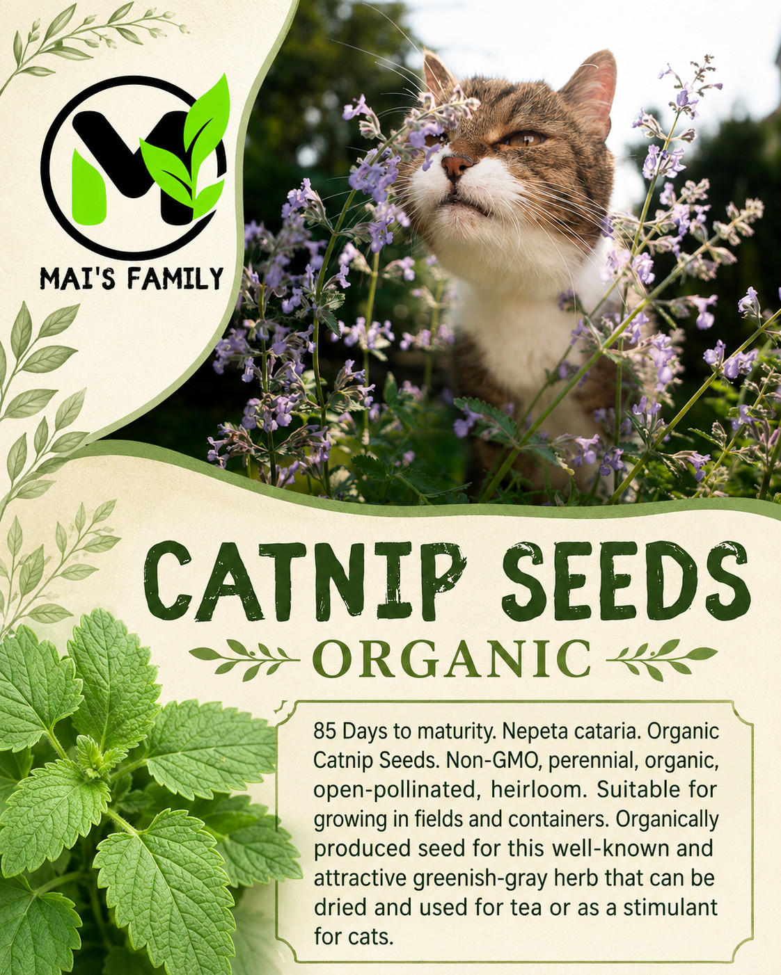 Catnip Seeds 1000+ Herb Perrenial Garden NON-GMO USA FREE SHIPPING