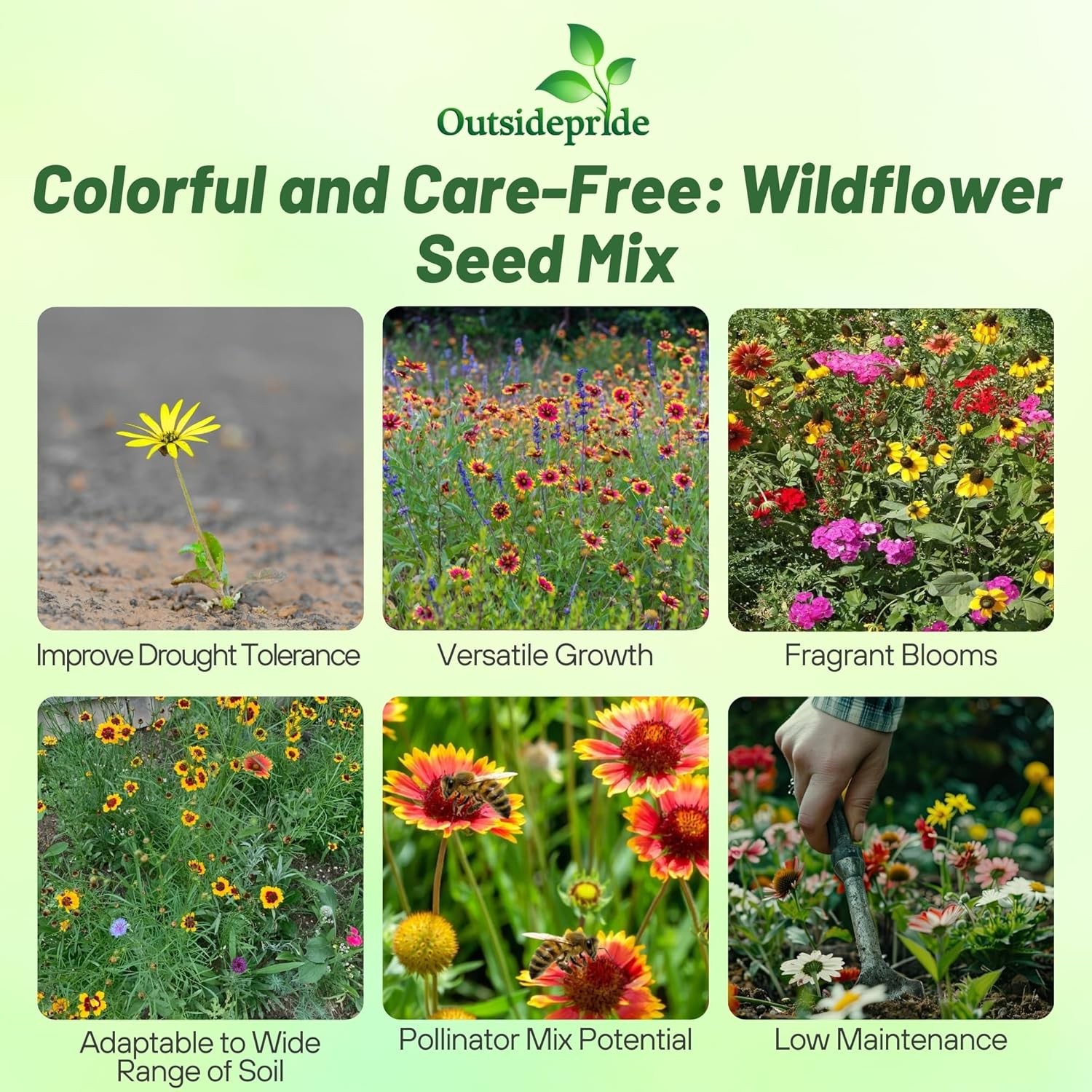 5 LBS Southeast regional wildflower seed from Outsidepride.