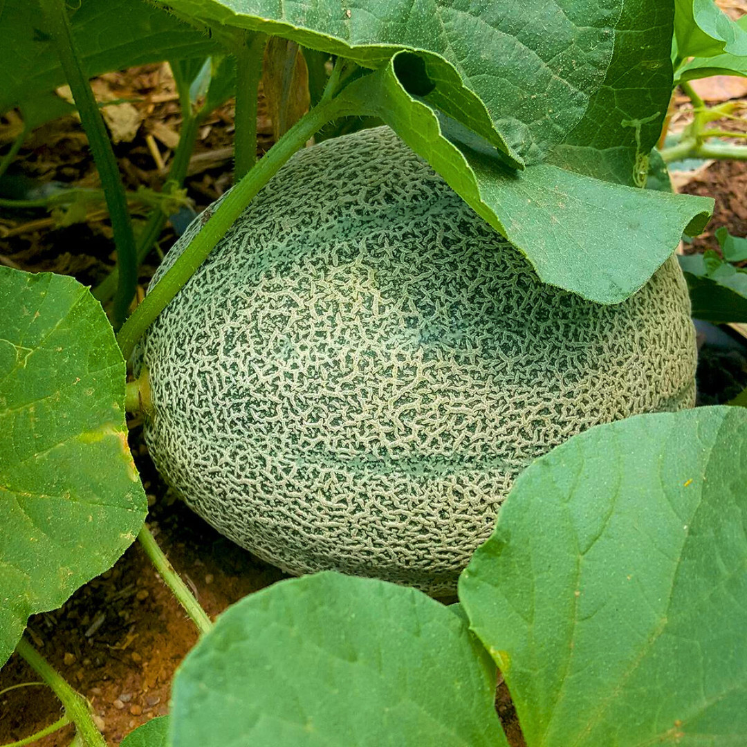Fresh Delicious 51 Cantaloupe Seeds | Heirloom Non-GMO | Fruit Seeds