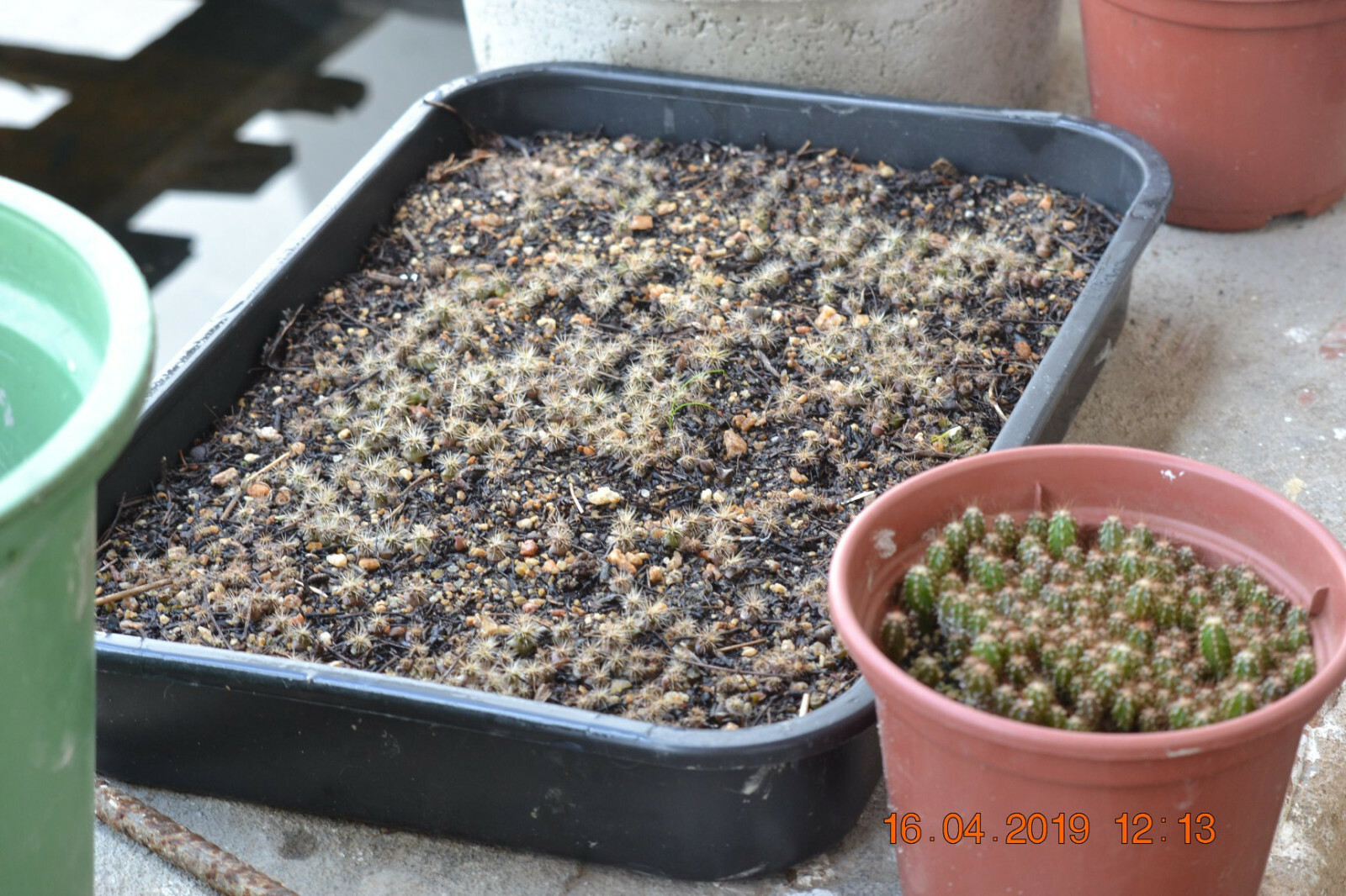 500+ Fresh Organic Arizona Saguaro Cactus Seeds – Carnegiea Gigantea