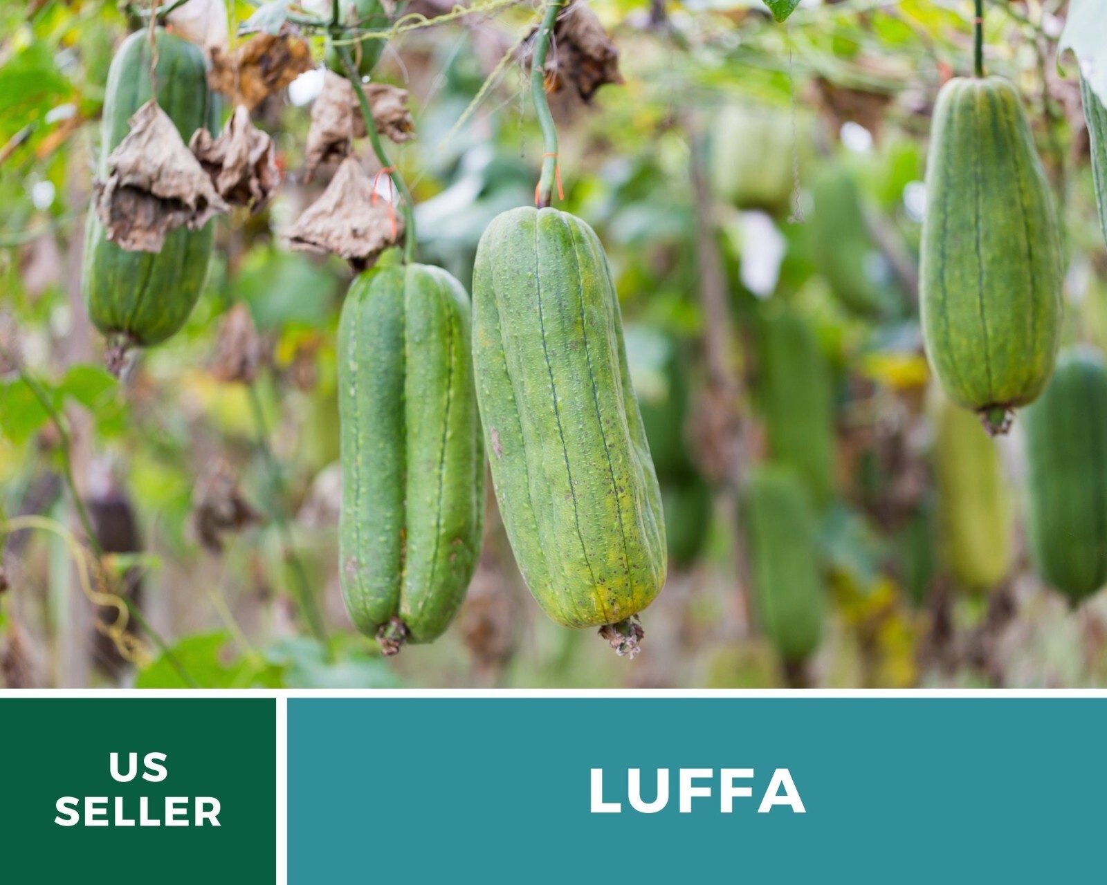 Gourd, Luffa – Heirloom Seeds – Grow Your Luffa Sponge (luffa cylindrica)