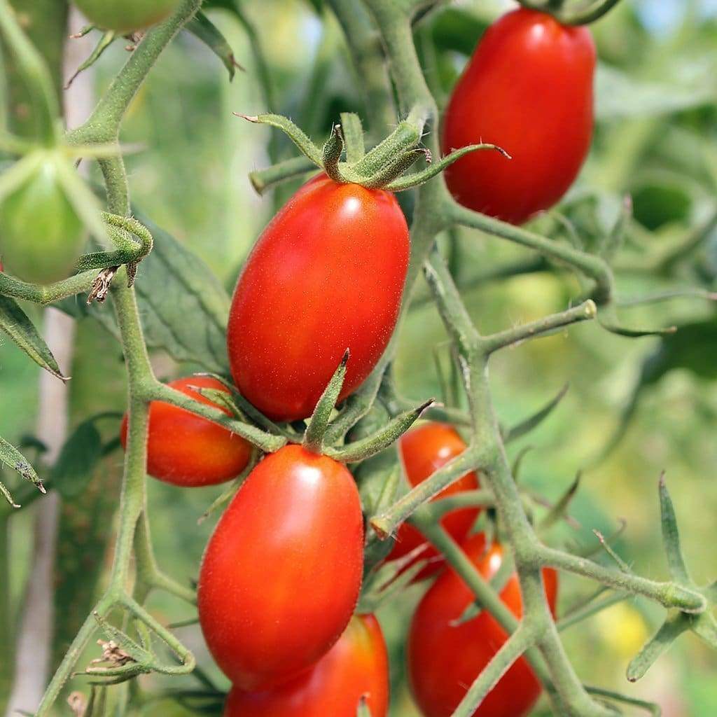 101+ROMA TOMATO Seeds Paste Sauce Canning Salads Garden Container Organic Easy
