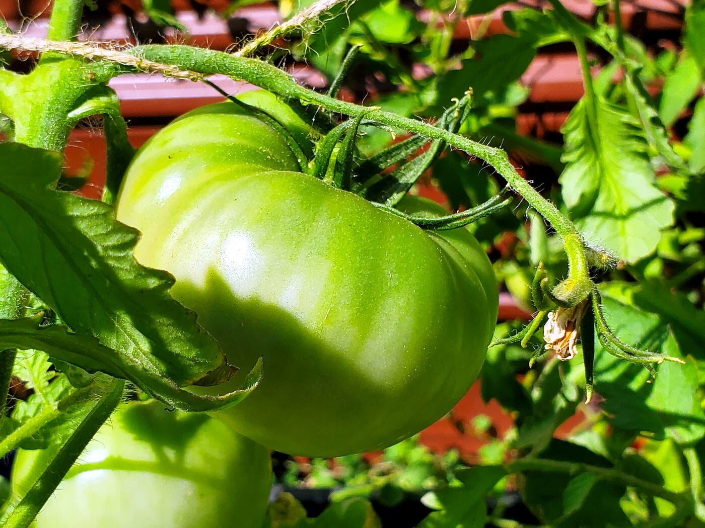 Mortgage Lifter Tomato Seeds Heirloom Non GMO Beefsteak Indeterminate Garden