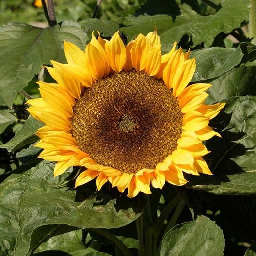 Sunflower- Dwarf Sunspot- 25 Seeds Helianthus Annuus Yellow