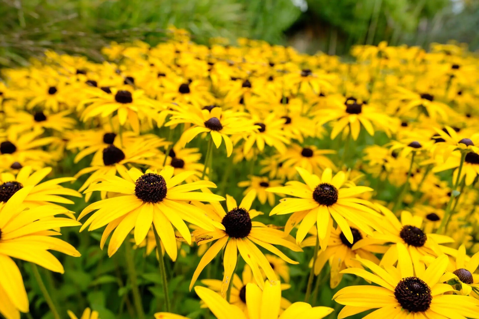 500 + Rudbeckia Seeds- Black Eye Susan . Perennials. Beautiful! Flowers !