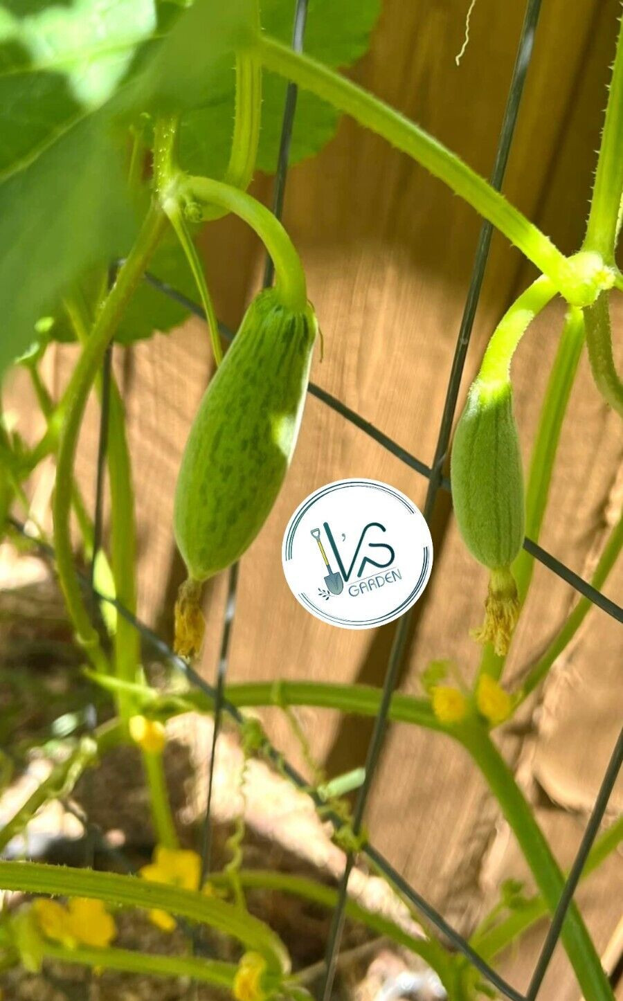20 pcs MUSK MELON SEEDS, DƯA GANG DẺO | 98% GERMINATION, NEW SEEDS |