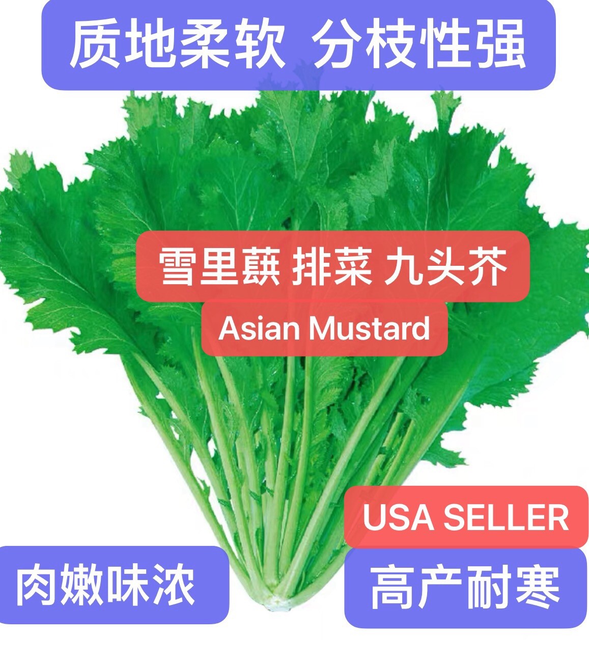 500+ Asian Mustard XueLiHong Seeds. 500多粒雪里蕻(红）、烧菜、大叶排菜、九头芥种子 2024 Production