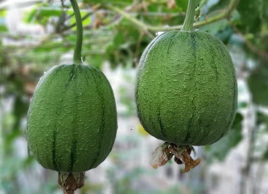 Apple Luffa Seeds – Muop Tao, Rare Heirloom Non-GMO Vegetable