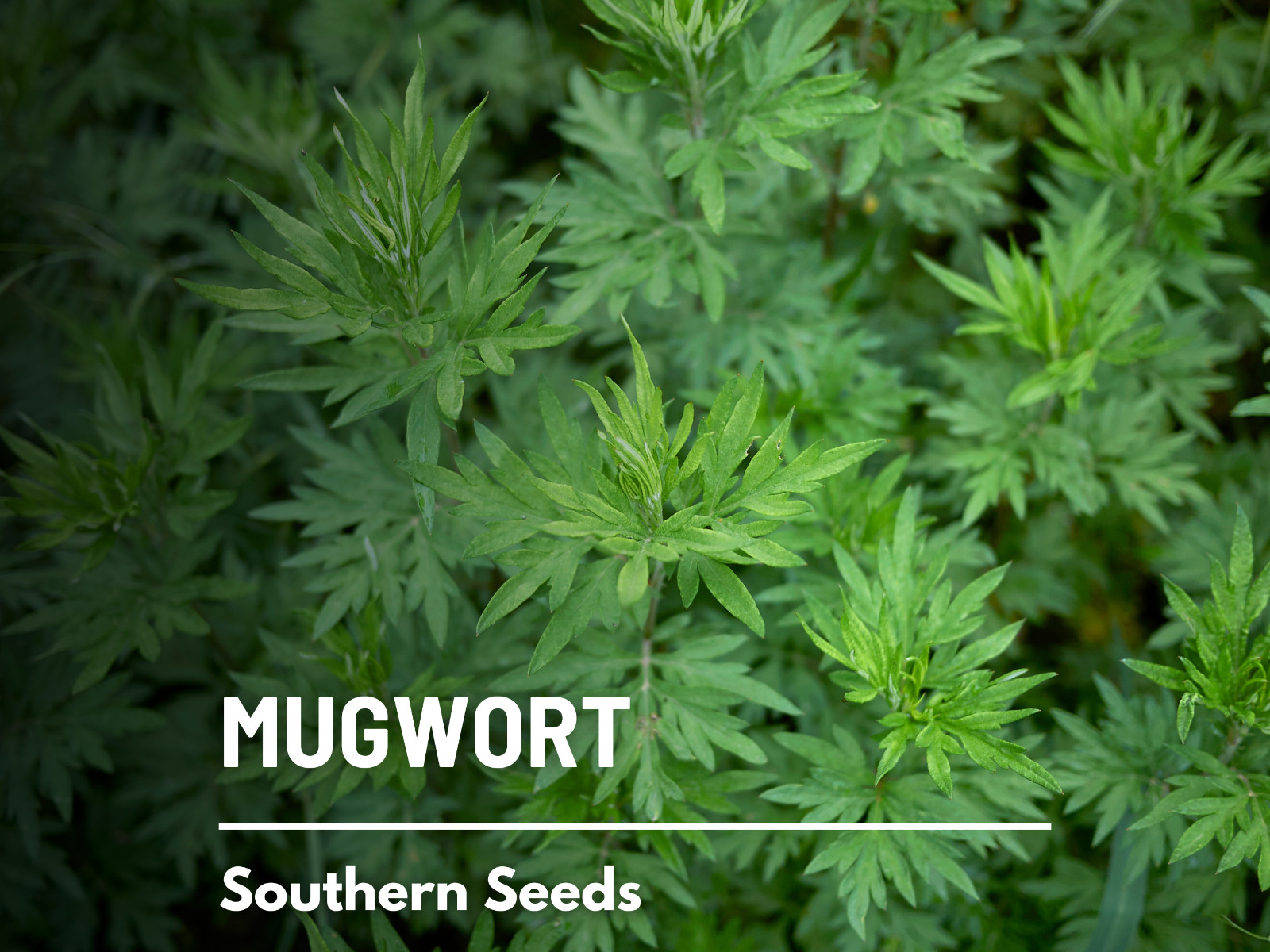 Mugwort – 100 seeds – Medicinal Herb – Non-GMO (Artemisia Vulgaris)