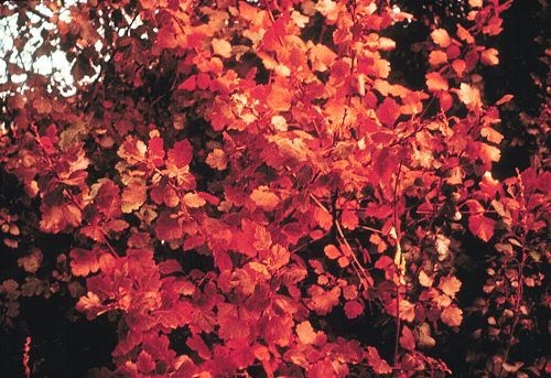 Rhus aromatica AROMATIC SUMAC Shrub Seeds!