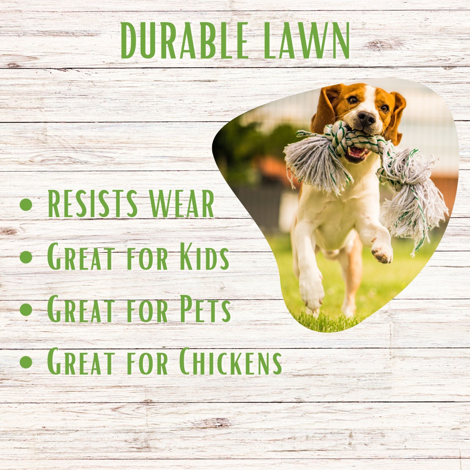 RUFF and TUFF! Fescue Grass Seed, Pet Friendly, Low Maintenance, Shade Tolerant