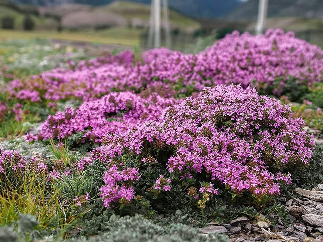 1000+ Mix Creeping Thyme for Planting, Thymus Serpyllum Heirloom, Ground Cover