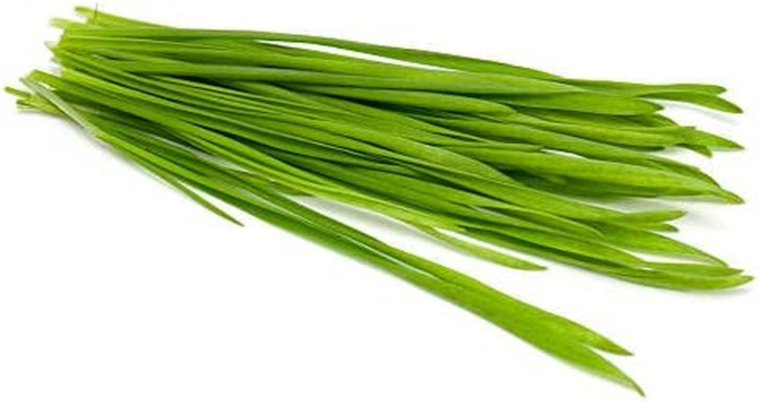 1 Pound of Cat Grass Wheatgrass Seeds Non GMO Sprouting Nutritious Health to Eat