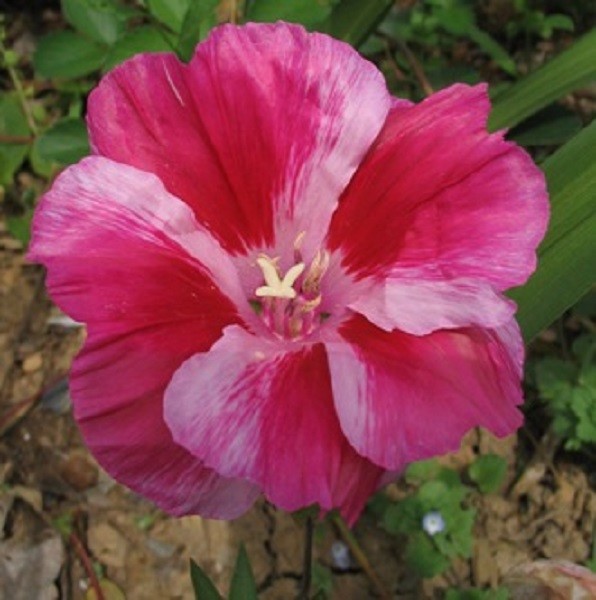 50 Clarkia Bi-Color Pink Godetia / Reseeding Annual