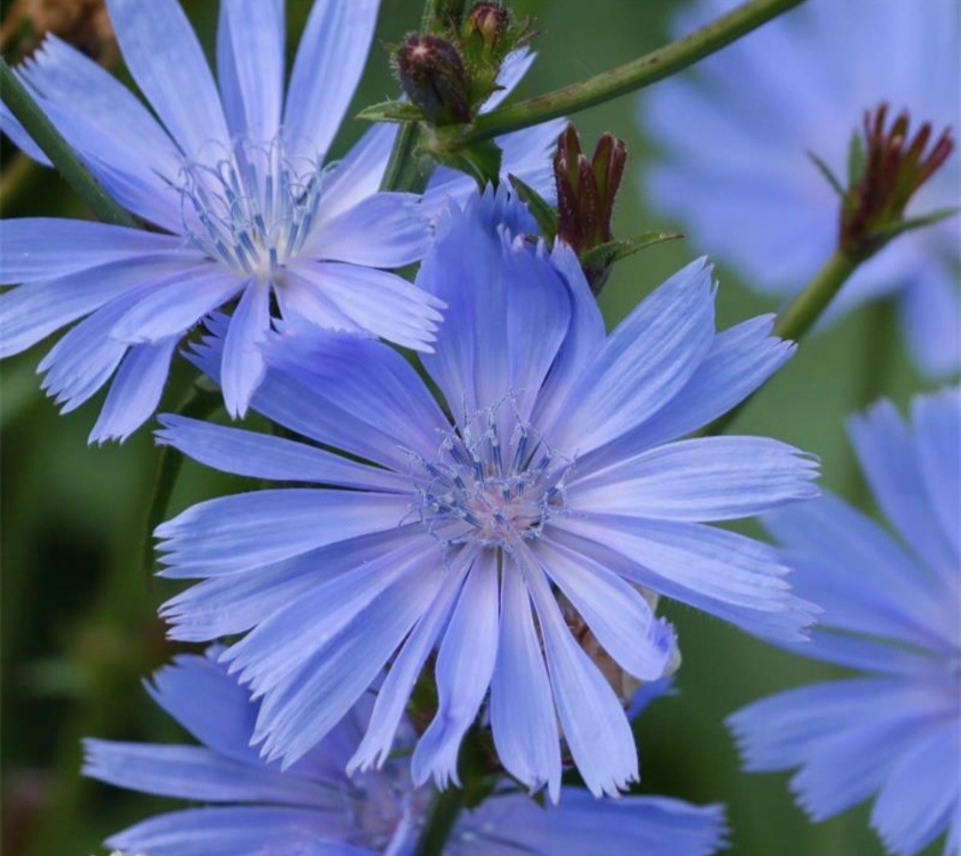 Chicory Seeds (cichorium intybus)
