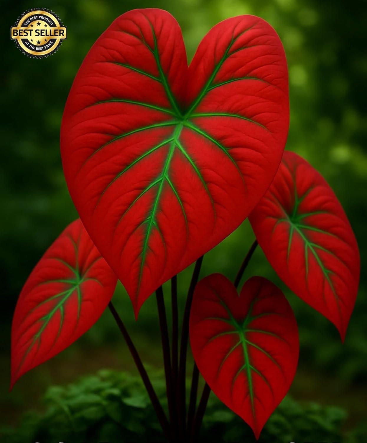 Scarlet Arrow Caladium Bulbs For Planting – Great Indoor Plants (6 Bulbs)