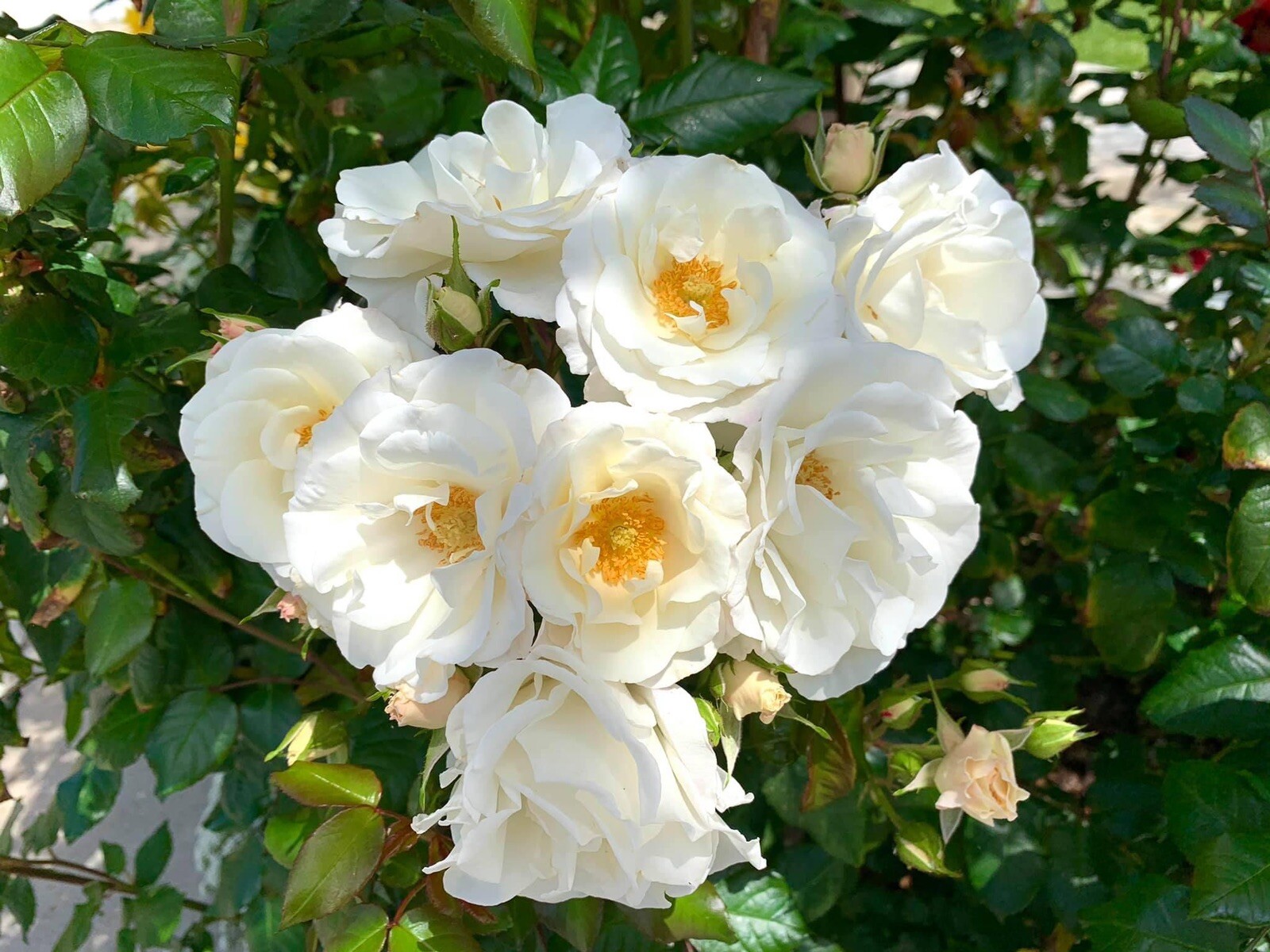 Fragrant White Swany Rose/ Shrub Rose – 5 Stems 4-8 inches for planting – US