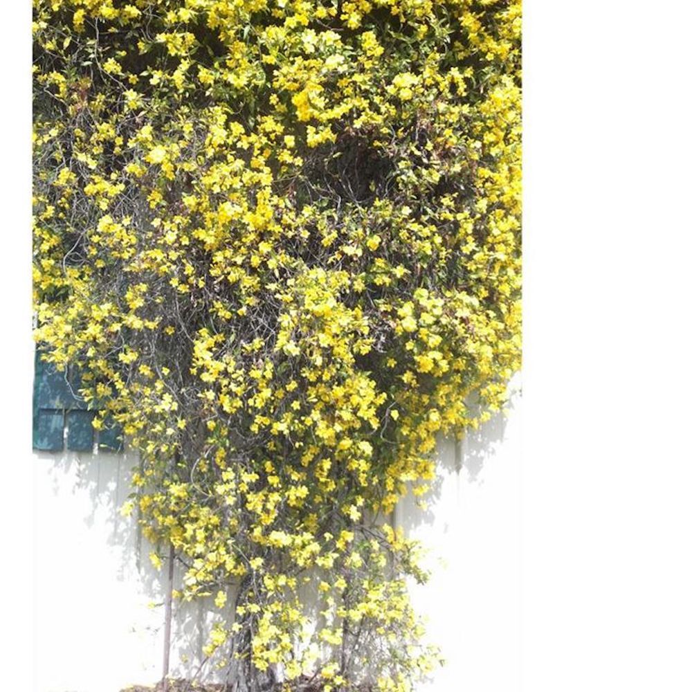 20 EXOTIC RARE JASMINE SEEDS for garden flower plant bush USA SELLER USPS
