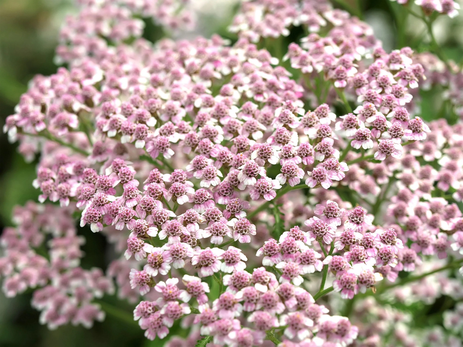 50 LOVE PARADE YARROW Achillea Sibirica Camtschatica Pale Pink Flower Seeds