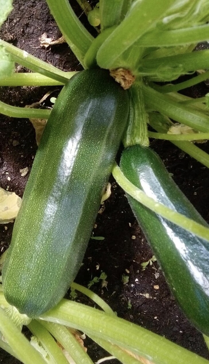 Dark Green Zucchini Seeds | Heirloom | Organic | Summer Squash