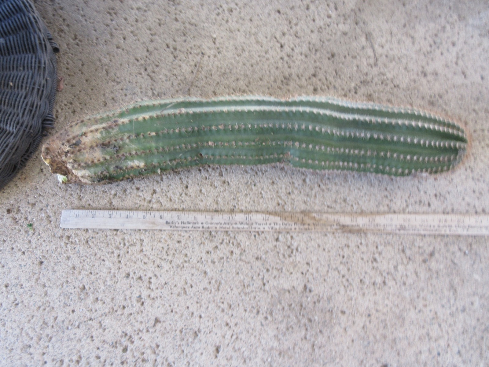 Echinopsis Hybrid ‘Dutchman’s Gold’ Cactus 22″ Long segment