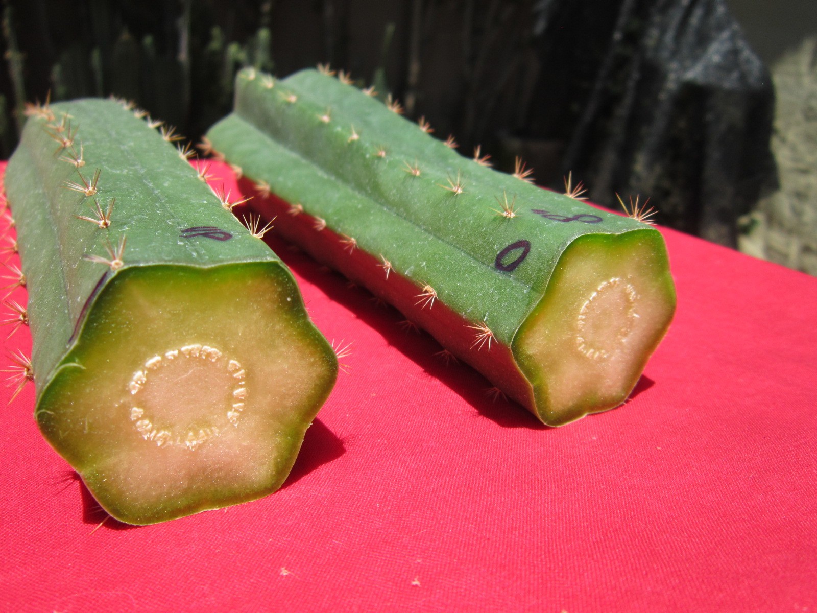 Echinopis ” T Scop / Bridgesii 8″ x 2 Ottokane