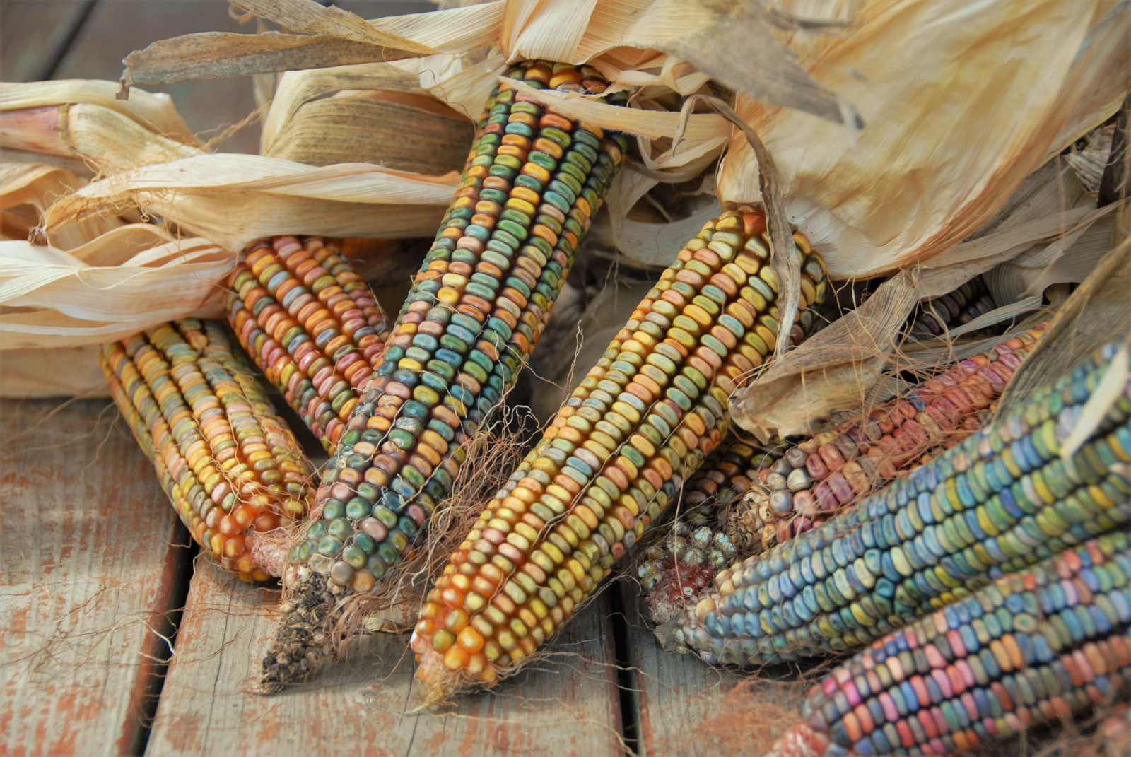 Earth Tones Ornamental Corn Seeds | Pastel Rainbow Glass Gem Popcorn Seed 2024