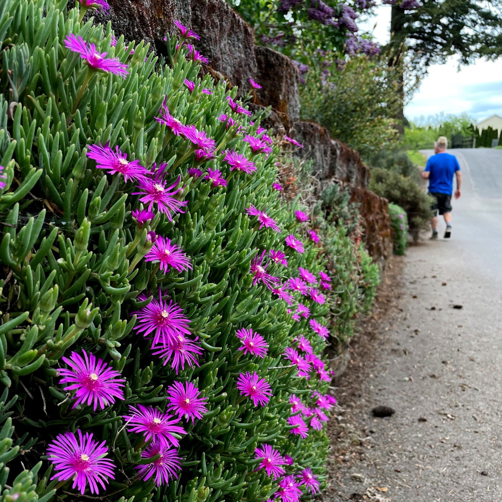 20 ICE PLANT Seeds (Delosperma Cooperi) Daisy Flower Hardy Ground Cover Plant