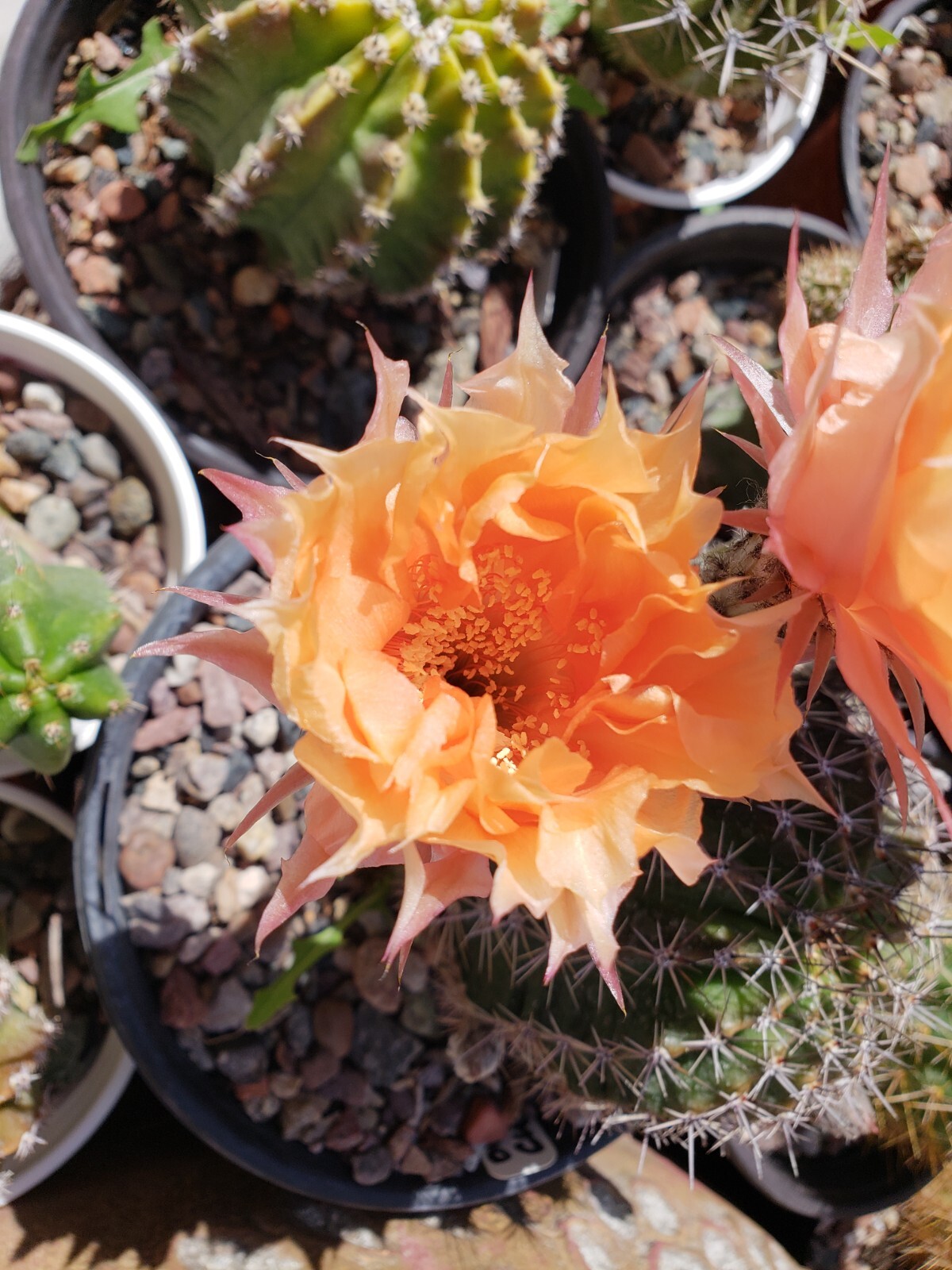 *2026 HARVEST* Echinopsis ‘Orange Cups’ Open Pollinated 50x Seeds