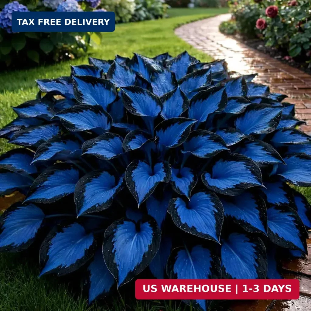 210+ Rare Hosta Seeds Perennial Flower Seeds for Shade Gardens Long Blooming