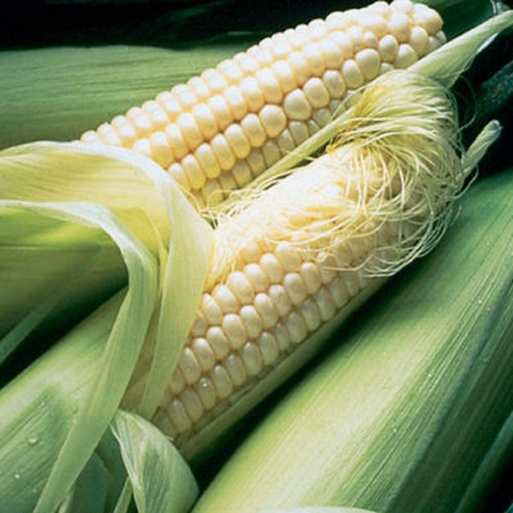 Silver Queen Sweet Corn Seeds, White Sweet Corn F1 Hybrid, FREE SHIPPING