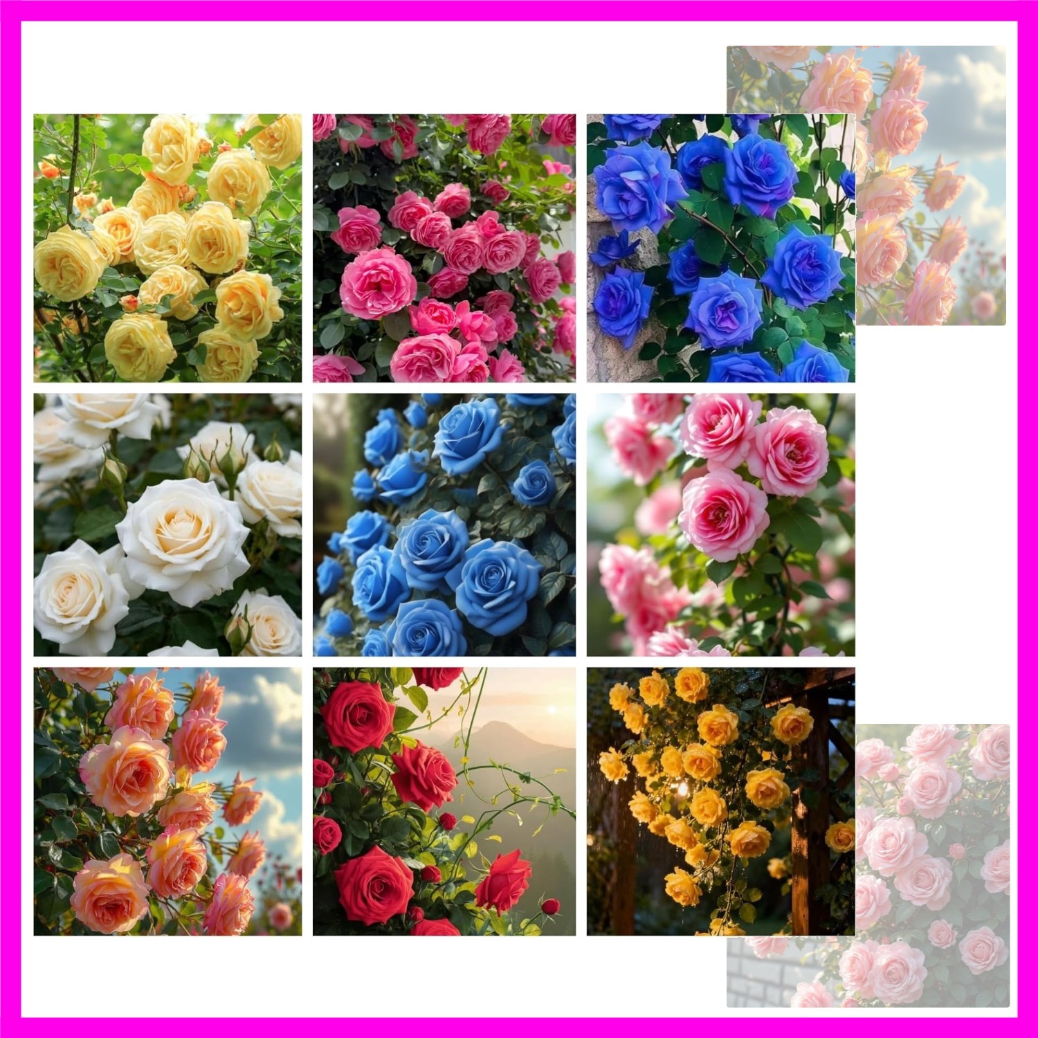380+ Mix Perennial Climbing Rose Rosa Seeds Bush Vine Climber Fragrant Butter…