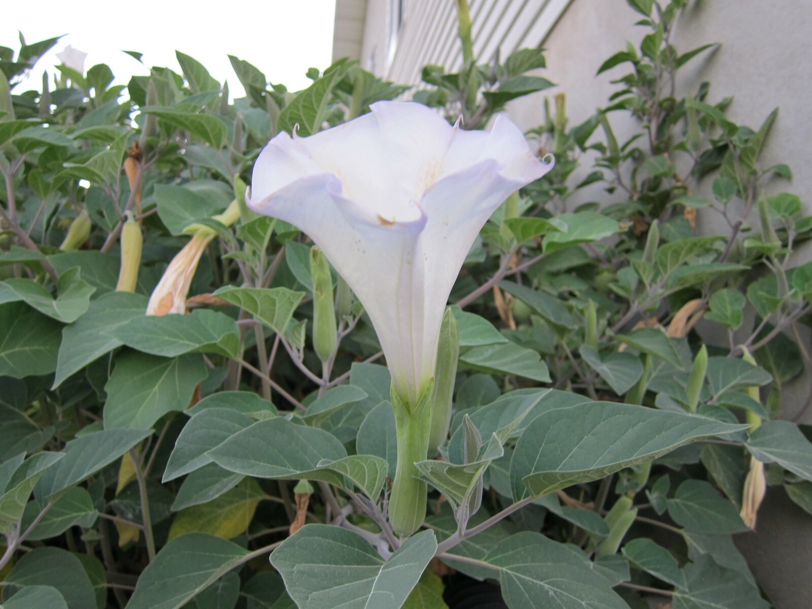Datura, 150 Seeds, Trumpet Flower, Angel Trumpet, Moon Flower, Sacred Datura