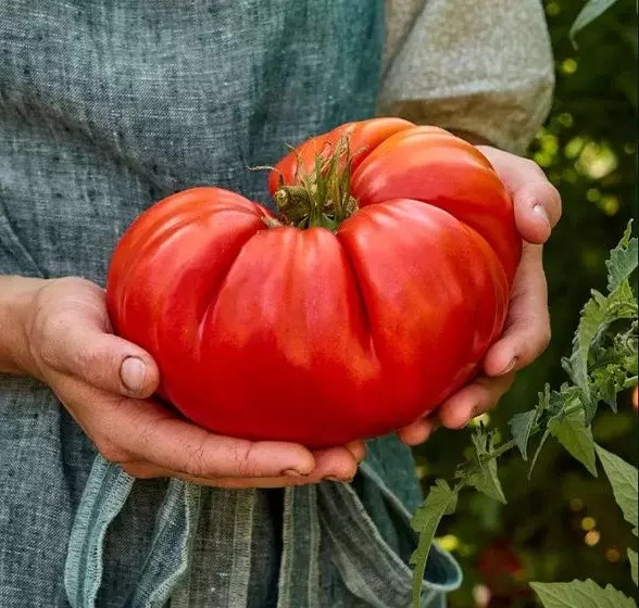 120+ Giant Beefsteak Tomato Seeds – HUGE – Heirloom – Organic – NON GMO — FRESH